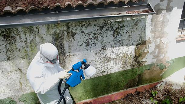 Mold Removal service in Garwood